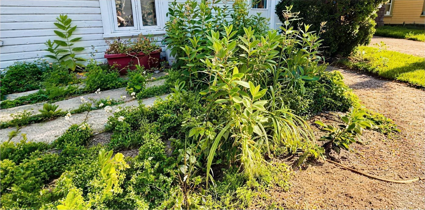Plate-bande complètement envahie par les mauvaises herbes devant la maison